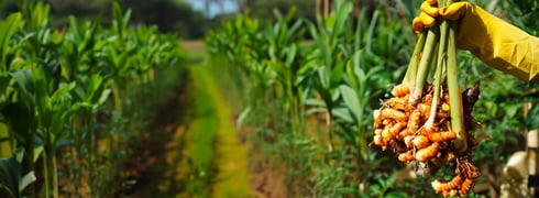 The-first-harvest_817x300_1x
