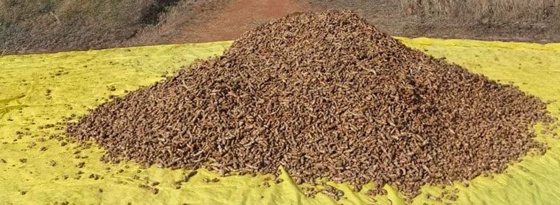 why-tturmeric_817x300_1x